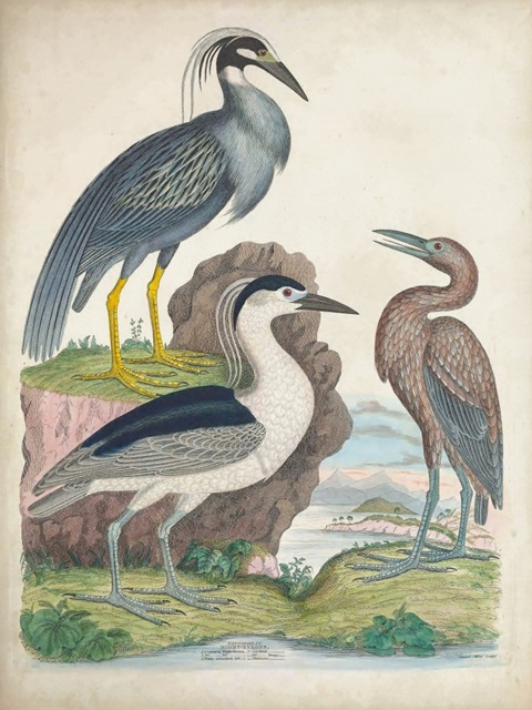 Antique Heron & Waterbirds I