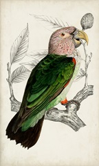 Antique Parrot Pair I