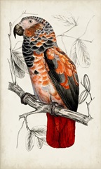Antique Parrot Pair II