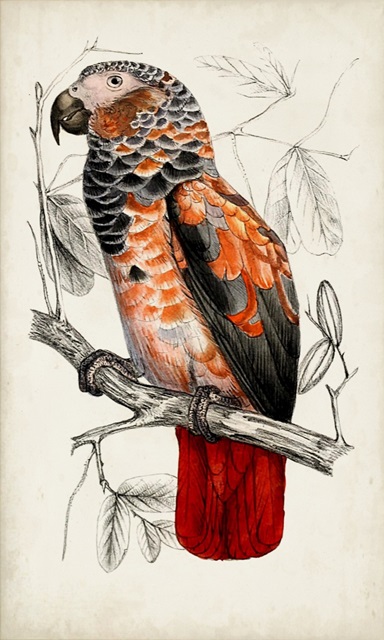 Antique Parrot Pair II