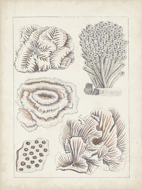 Antique White Coral I