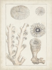 Antique White Coral III