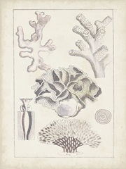 Antique White Coral IV