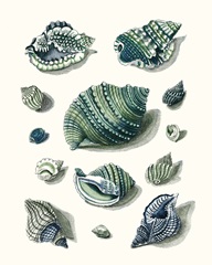 Celadon Shells II