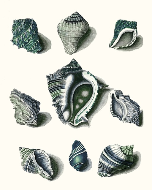 Celadon Shells IV