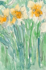 Daffodils Stems I