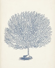 Antique Coral Collection I