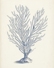 Antique Coral Collection II