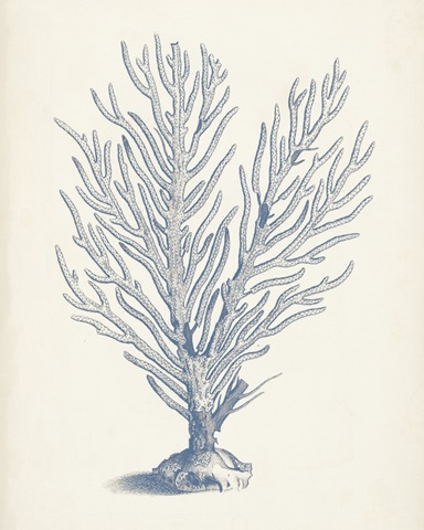 Antique Coral Collection II