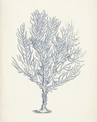 Antique Coral Collection III