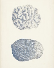 Antique Coral Collection VII