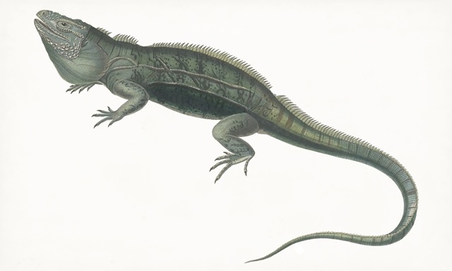 Antique Iguana