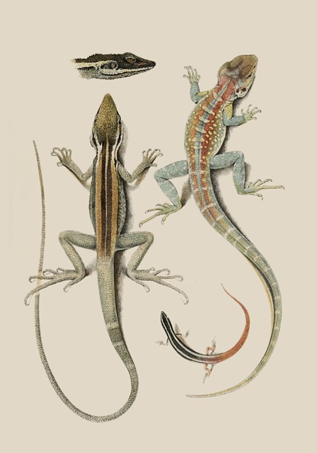 Antique Lizards II