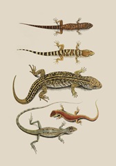 Antique Lizards III