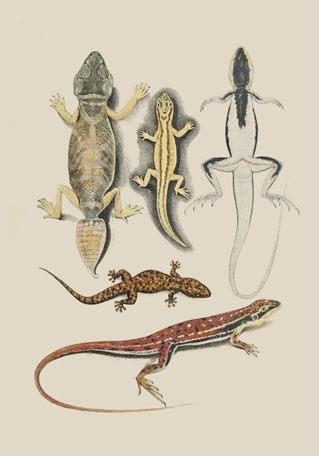 Antique Lizards IV