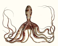 Antique Octopus Collection II