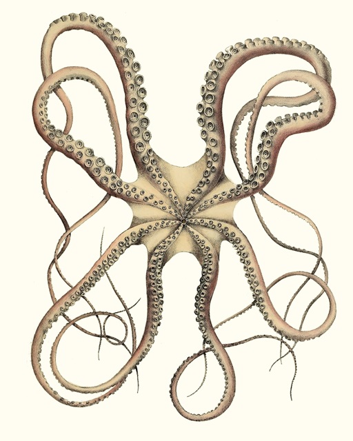 Antique Octopus Collection IV