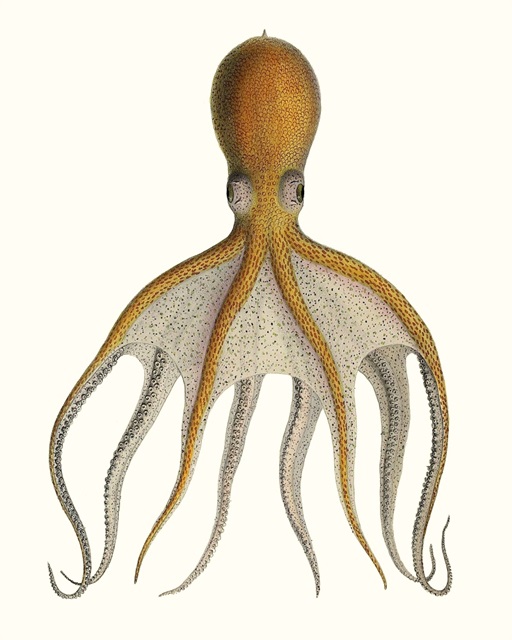 Antique Octopus Collection VI