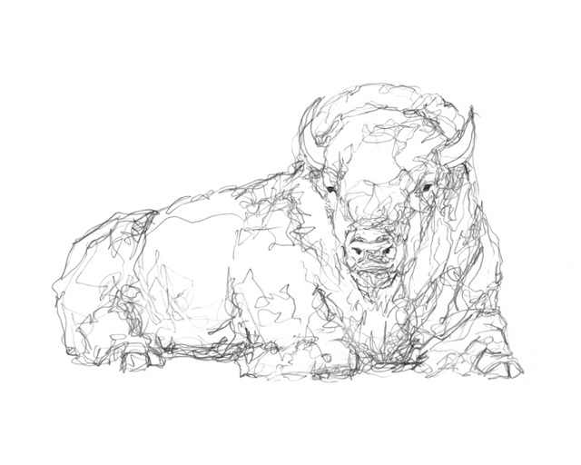 Bison Contour Sketch I