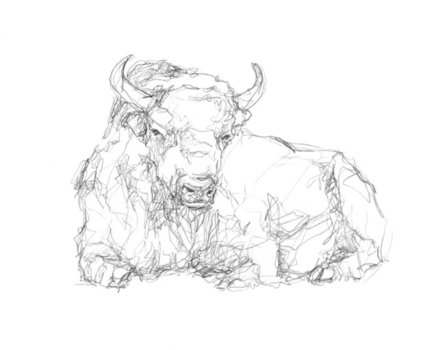 Bison Contour Sketch II