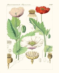 Bright Botanicals II