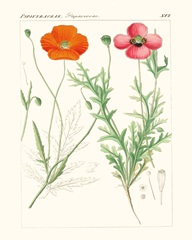 Bright Botanicals IX