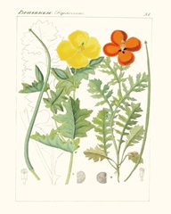 Bright Botanicals VII