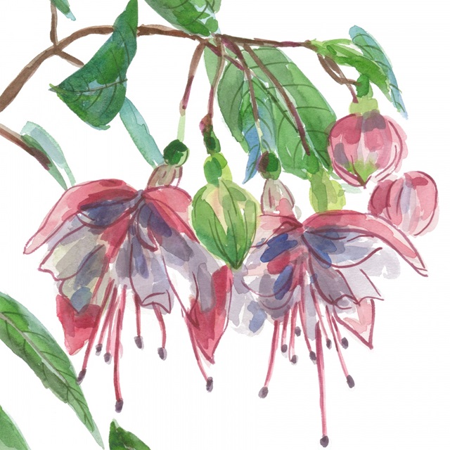 Fuchsias II