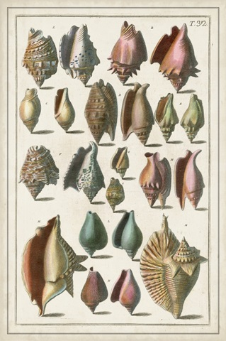 Grand Seba Shells III