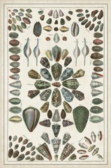 Grand Seba Shells IV