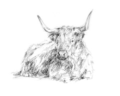 Highland Cattle Sketch I