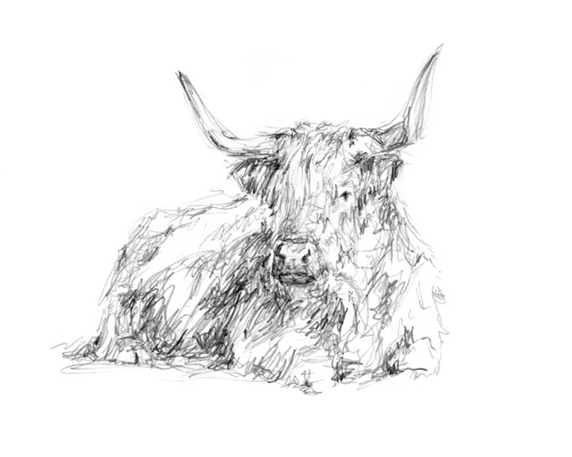 Highland Cattle Sketch I