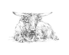 Highland Cattle Sketch II