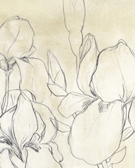 Iris Garden Sketch I