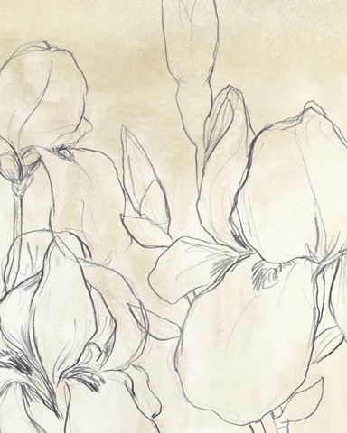 Iris Garden Sketch I