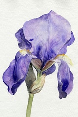 Iris in Bloom I