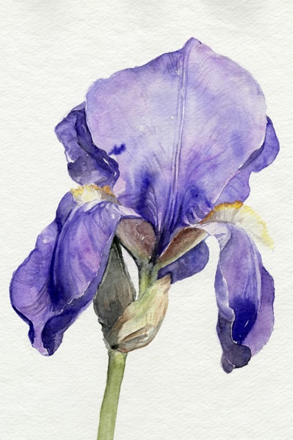 Iris in Bloom I