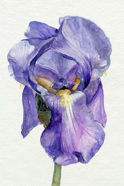 Iris in Bloom II
