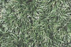 Nature's Textures II