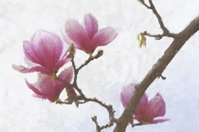 Painted Magnolias I