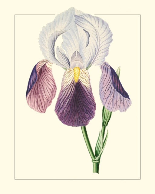 Purple Irises I