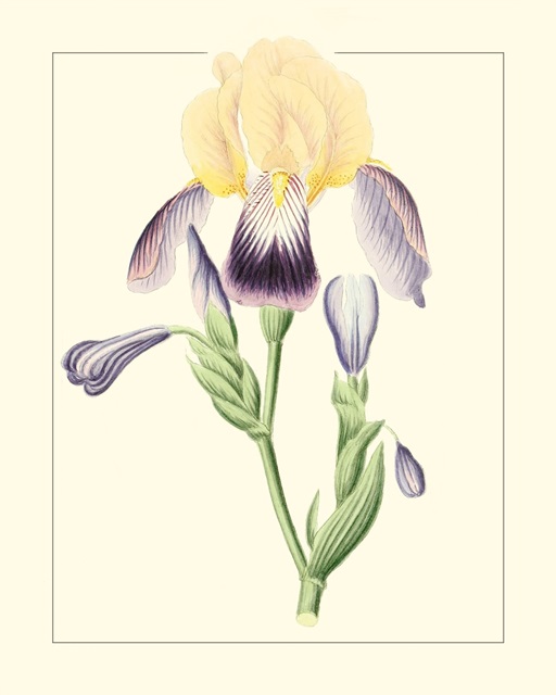 Purple Irises II