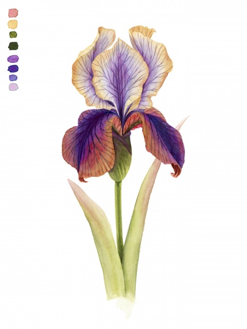 Rainbow Iris I