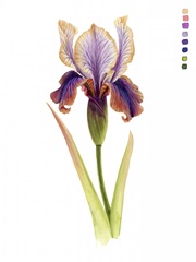 Rainbow Iris II