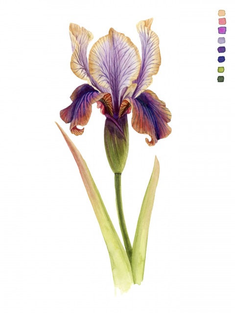 Rainbow Iris II