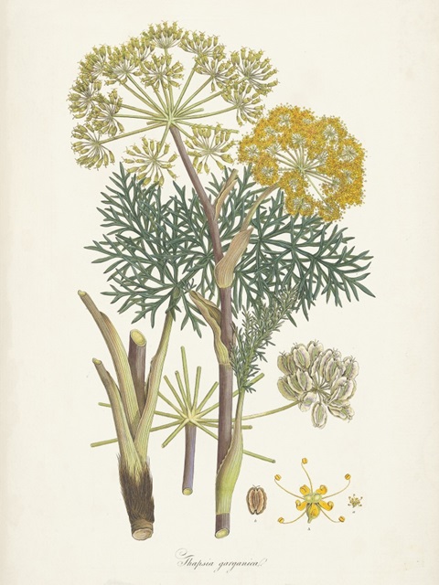 Saffron Botanicals I