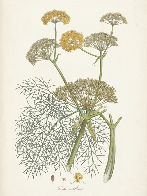 Saffron Botanicals II