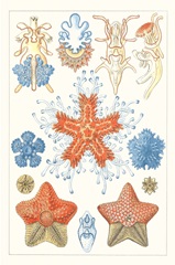 Sealife Species I