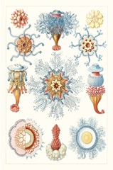 Sealife Species II