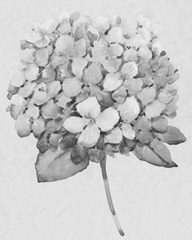 Silvertone Floral II